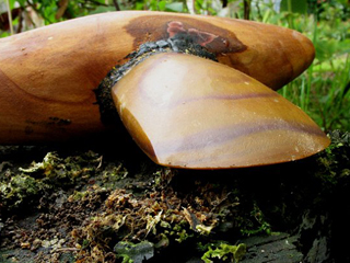 Création en silex taillé