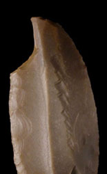 Burin bec de perroquet